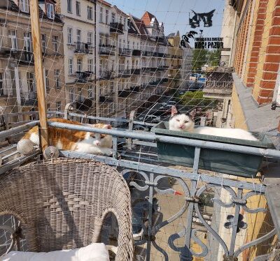 zabezpieczenie balkonu dla kotów